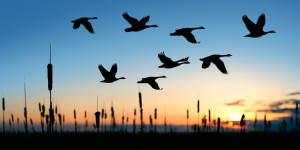 migrating canada geese